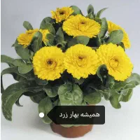 بذرگل|گل و گیاه طبیعی|شنبه و طسوج, |دیوار