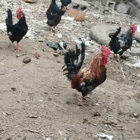 سلام.مرغ.خروس.غاز