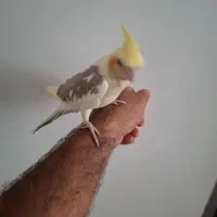 عروس هلندی دوکت لوتینو