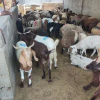 گوسفندزنده پلوار