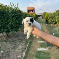 فروش توله سگ|سگ|بهشهر, |دیوار