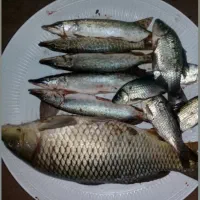 علاقه مندان به ماهیگیری درسد دریا رودخانه مرداب|فعالیت داوطلبانه|ساری, |دیوار