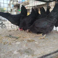 فروش مرغ سیاه خونی گوشتی خروس سیاه  ویژه اول ماه