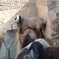 گوسفند زنده|حیوانات مزرعه|ساوه, |دیوار