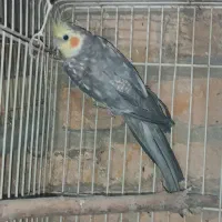 عروس هلندی|پرنده|کهریزک, |دیوار