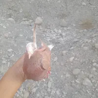 کفتر پیدا کردیم خاهشن هر چه زودتر صاحبش زنگ بزنه|حیوانات|میناب, |دیوار