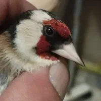 سهره سهره ،سهره جنگلی