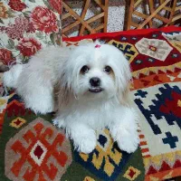 سگ شیتزو سفید