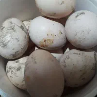 فروش تخم مرغ محلی نطفه دار