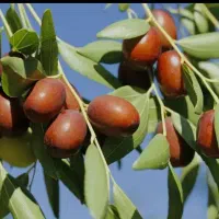 نهال عناب پیوندی|خدمات باغبانی و درختکاری|دیواندره, |دیوار