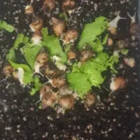 جوجه حلزون آچاتینا