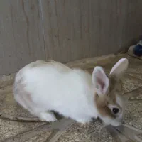 خرگوش