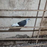 فروش تعدادی کبوتر|پرنده|ماسوله, |دیوار