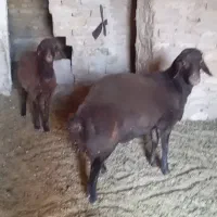 بره قوچی همو