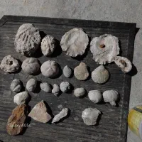 فسیل مروارید با صدفش ومختلف صدفها