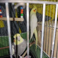 یک جفت عروس هلندی نر و ماده بالغ|پرنده|قائمشهر, |دیوار