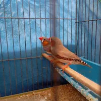 فنچ
