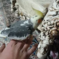 عروس هلندی دوتا نر سخنگو|پرنده|شیراز, هفت تنان|دیوار