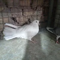 سفید دمگیر|پرنده|اصفهان, شاهد|دیوار