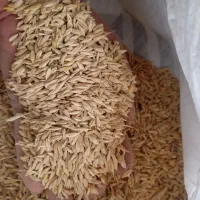 خوراک دام جو