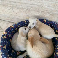 واگذاری توله سگ اشپیتز|سگ|قائمشهر, |دیوار