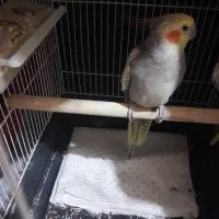 عروس هندی ماده مرواریدی|پرنده|کازرون, |دیوار