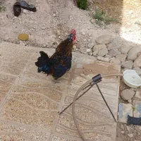 خروس گلین