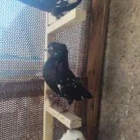 کبوتر|پرنده|مرودشت, فاز دوم شهرک فرهنگیان|دیوار