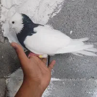 فروش