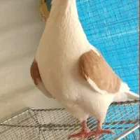 کبوتر کفتر دوکت و دم سفید