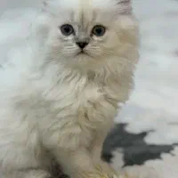 گربه های اصیل