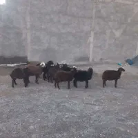 نه‌راس بره‌نره‌وماده‌مخصوص‌پروار‌دونی‌۷تومان