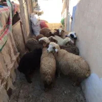 9عددبره ماده سالم سرحال جفتی 21|حیوانات مزرعه|مریوان, |دیوار