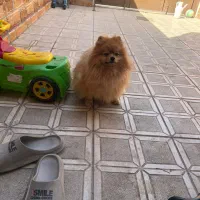 پامر انیان نر دو سر خرسی|سگ|بندرعباس, |دیوار