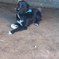 سگ عالی خر خوب گله ای معاوضه هم میشود