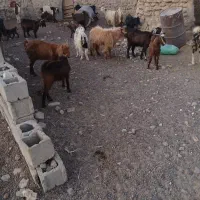 بز زایده|حیوانات مزرعه|نیمروز, |دیوار