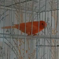 نر سرخ ردفاکتور