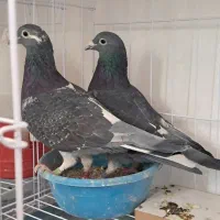 کفتر پلاکی جان اردن|پرنده|تهران, اتحاد|دیوار