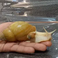 حلزون خاکی تخم گذار اچاتینا ( سوپر مولد )