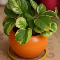 فروش گیاه آپارتمانی