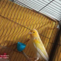 قناری بخون|پرنده|پاکدشت, پاکدشت (مامازند)|دیوار