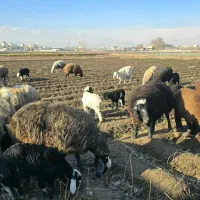 تعدادی گوسفند سر حال وجوان به فروش می رسد