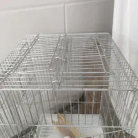 قفس بزرگ کاسکو یی|لوازم جانبی حیوانات|قم, باجک یک|دیوار