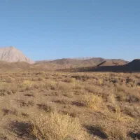 درخواست چوپان