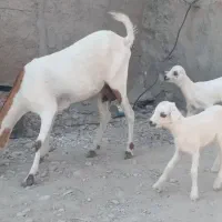 فروش بز کراچی با دو کهر ماده|حیوانات مزرعه|رویدر, |دیوار