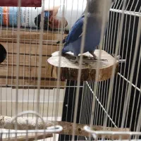 طوطی برزیلی|پرنده|ری, سیزده آبان|دیوار