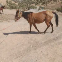 اسب ماده دو عدد و یک علاغ نر|اسب و تجهیزات اسبسواری|نورآباد, |دیوار