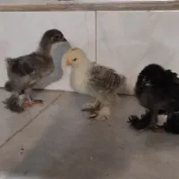تعدادی جوجه برهما