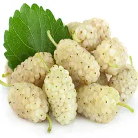 توت درشت وشیرین