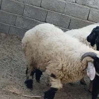 بره نر چاق|حیوانات مزرعه|کهنوج, |دیوار